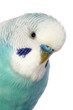 Close-up portrait of a budgerigar isolated