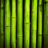 Fototapeta Sypialnia - bamboo background