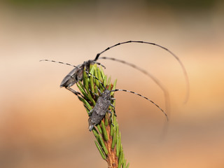 Timberman (acanthocinus aedilis) male and female.