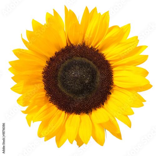 Naklejka nad blat kuchenny Sunflower