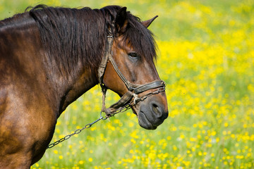 Horse (Equus caballus) in the meadow