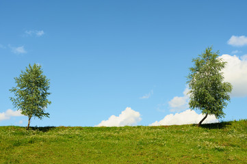 Two green trees