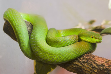 Single colorful scrunch green young snake