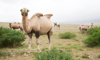 Herd of Bactrian camels