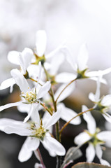 Wall Mural - Gentle white spring flowers