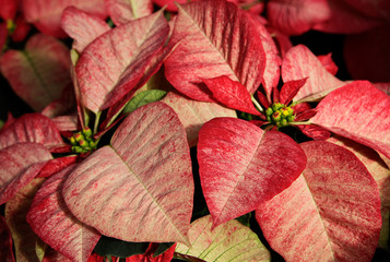 poinsettia