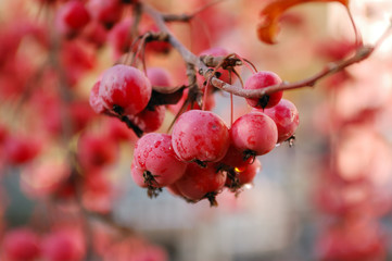 a branch of crab apple tree with bunch of ripe red fruits