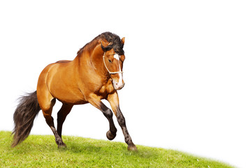 Canvas Print - beautiful stallion galloping