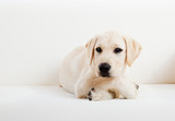 Fototapeta Mapy - Cute labrador dog