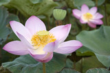 Pond with lotus blossoms
