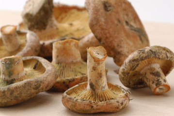 Saffron milk cap mushrooms.