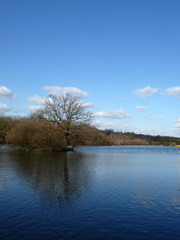 Sticker - Hainault Forest Water