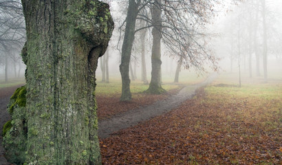 Wall Mural - Footpath in fog