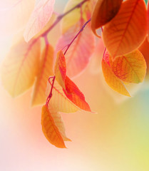 autumn leaves