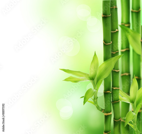 Naklejka na szybę Bamboo