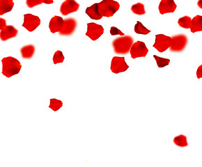 Poster - Red Rose Petals