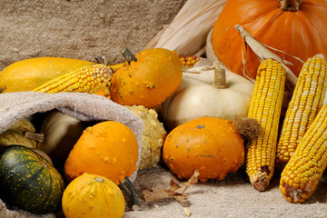 Poster - pumpkins and corn isolated