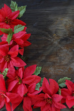 Bright Red Poinsettia Flowers On An Old Wood Background