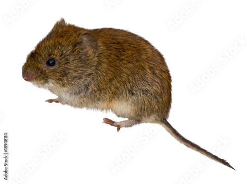 Fotografía Clethrionomys glareolus, Bank Vole