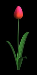 Poster - red tulip