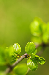 Canvas Print - Green spring leaves