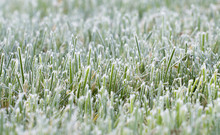 Closeup Of Frosty Grass