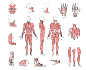 muscle system