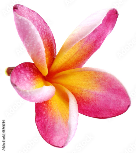 Fleur Rose Frangipanier Fond Blanc Buy This Stock Photo