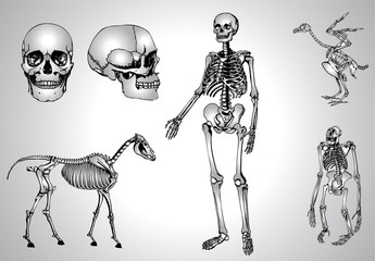 skeletons and skull
