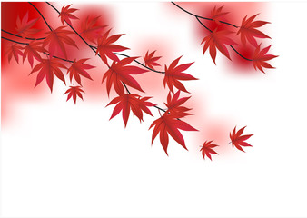 red vector branch of maple