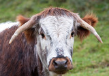 Fototapeta Miasto - Dorset Longhorn Steer