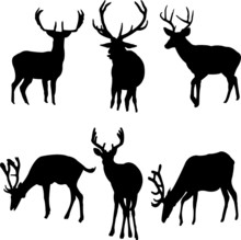 Deers Collection - Vector