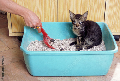 Photographie jeune chaton dans sa litière - apprentissage de la propreté