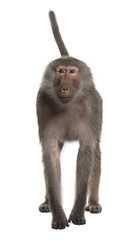 portrait of baboon standing in front of white background