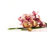 Fototapeta Storczyk - Beautiful bunch of pink orchid lying on white background