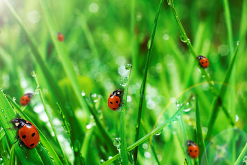 fresh green grass with water drops