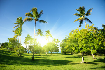 Fototapete - field and palms