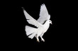 white pigeon and hand