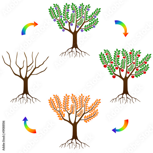 Arbre 4 Saisons Printemps Ete Automne Hiver Cycle Nature Vecteur Stock Vector Adobe Stock Arbre 4 Saisons Printemps Ete Automne Hiver Cycle Nature Vecteur Stock Vector Adobe Stock