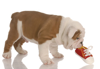 bulldog puppy chewing on small running shoe - seven weeks