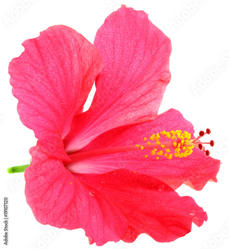 Fleur Rose Hibiscus Fond Blanc Buy This Stock Photo And