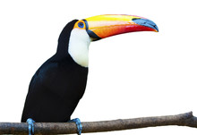 Beautiful Toucan On White Background.