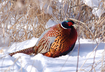 Wall Mural - Ring-necked Pheasant