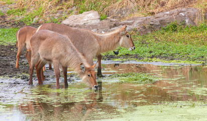 Sticker - Waterbuck (Kobus ellipsiprymnus)