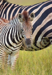 Wall Mural - Herd of zebras (African Equids)