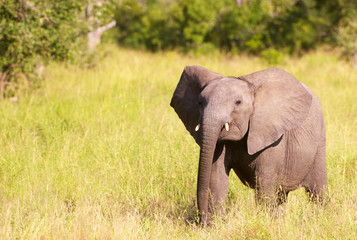 Wall Mural - Small elephant calf in savannah