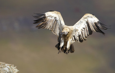 Wall Mural - The Cape Griffon or Cape Vulture