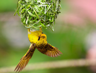 Wall Mural - Village (Spotted-backed) Weaver