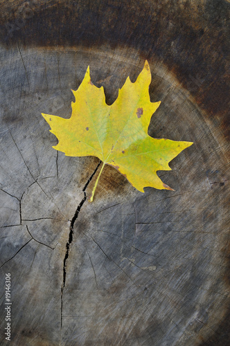 Fototapeta na wymiar feuille d'automne