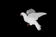 white pigeon and  hand